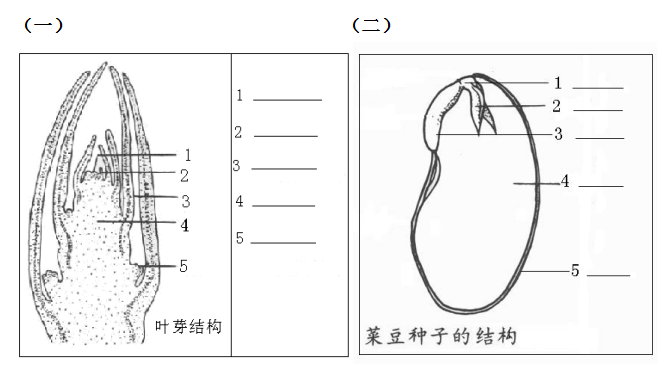 湖南农业大学,考研历年真题,616植物学考研真题